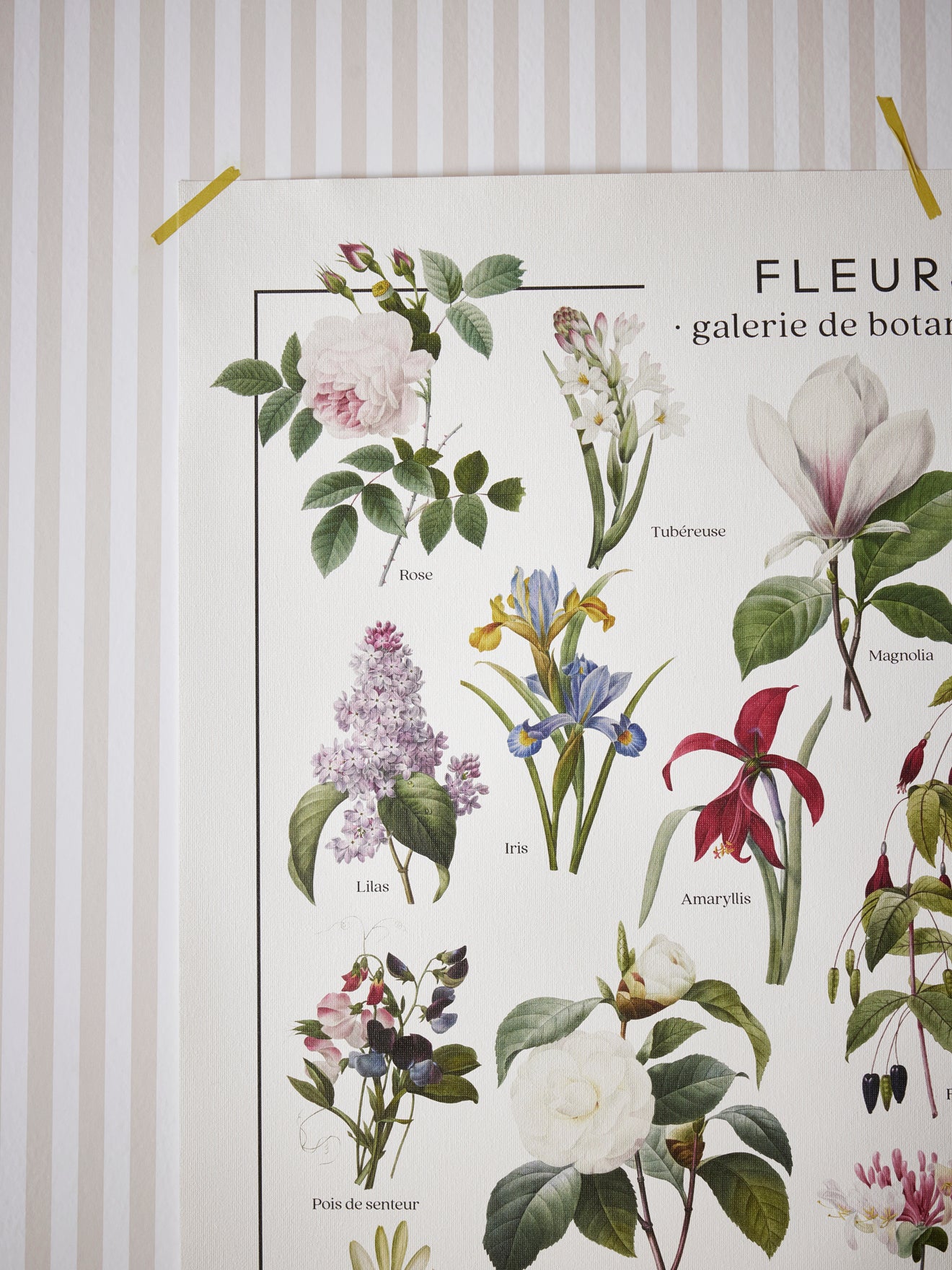 Blumen-Poster - Les Jolies Planches-Kollektion