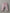 Baby-Pluderhose aus Velours